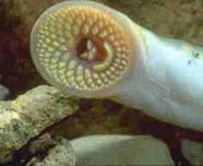Image of sea lamprey mouth