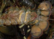Image of lobster abdomen