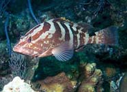 Image of a Nassau grouper