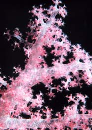 Image of an alcyonarian (soft coral)