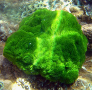 photograph of green algae