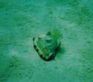 Photo of helmet conch feeding on an algal mat 