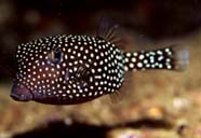 Image of a spotted boxfish