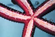 Image of a starfish ambulacral groove with tube feet