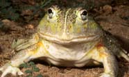 Image of bullfrog