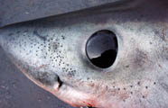 Image of shark head