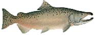 Image of a chinook salmon