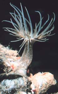 Image of sea anemone