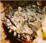 Photo of an oyster toadfish