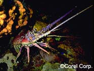 Image of spiny lobster