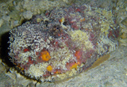 Photograph of a stonefish with anticryptic coloration
