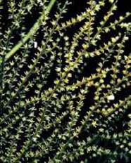 Image of black coral