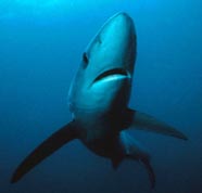 Image of blue shark