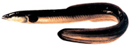 Photograph of an American eel