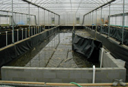 Photograph of concrete fish tanks 