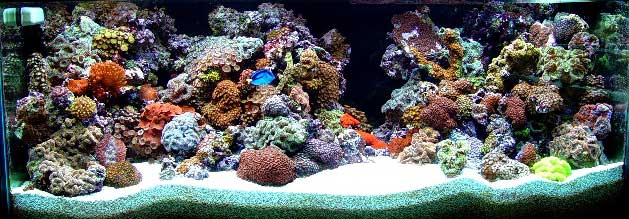 marine aquarium tank demeanor