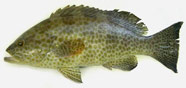 Image of grouper with areolate pattern of pigment