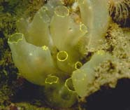 Image of ascideans (sea squirts)