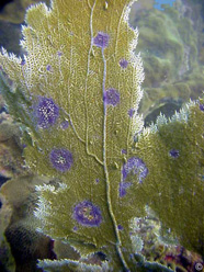 Photograph of an infected sea fan