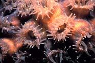 Image of coral polyps