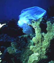 Plastic debris on coral reef