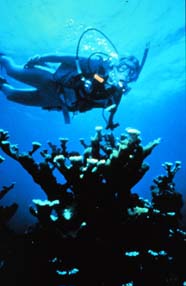 Diver with elkhorn and staghorn corals