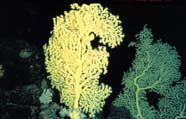 gold coral growing on pillow lava