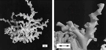  Two images of the deep sea copral Lophelia pertusa