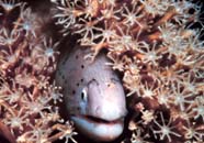Image of coral polyps with moray eel