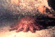 Image of Crown-of-Thorns starfish