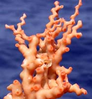 An beautiful and unusual species of Lophelia coral