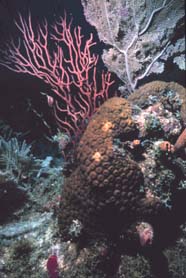 Image of various hard and soft corals